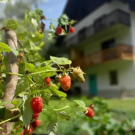 호스텔 The Riverside Chill 블레드