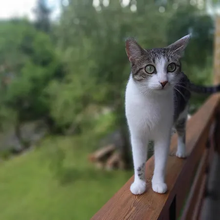 The Riverside Chill Hostel Bled