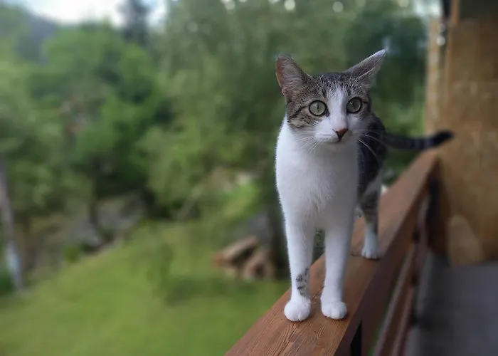 The Riverside Chill Hostal Bled